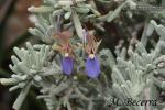 Rosmarinus tomentosus 1