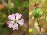Silene conica 1