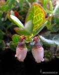 Vaccinium uliginosum var. nana