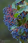 Viburnum tinus 1