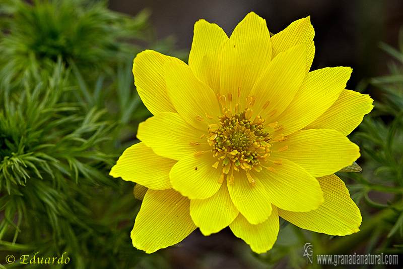 Adonis vernalis 1