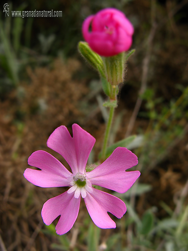 Silene psammitis ssp. lasiostyla 1