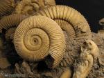 Dactylioceras athleticum