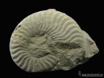 Grammoceras striatum