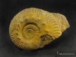 Hecticoceras