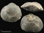 schizophoria striatula