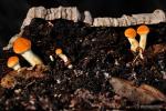 Gimnopilus suberis h&aacute;bitat. Hongos de Granada