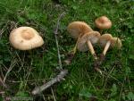 Marasmius oreades
