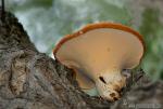 Polyporus squamosus ( Ecología)