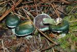 Stropharia aeruginosa