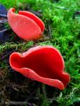 Sarcoscypha coccinea. Hongos de Granada