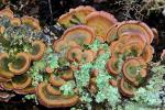 Trichaptum biforme. Setas de Granada