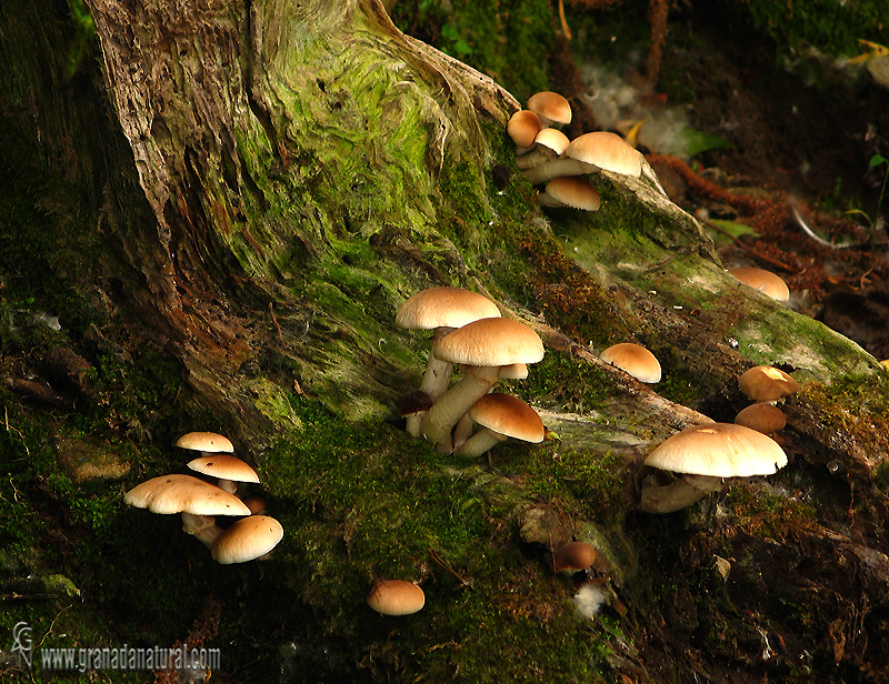 Agrocybe cylindracea h&aacute;bitat. Setas de Granada