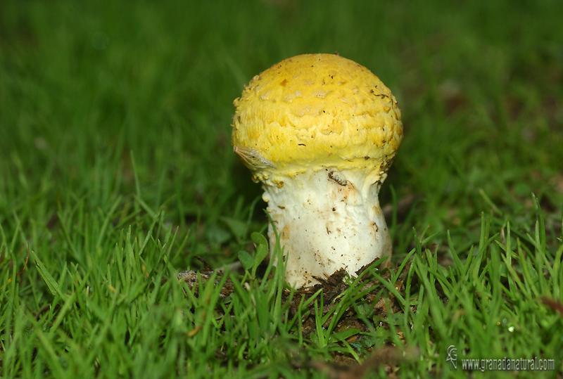 Floccularia straminea h�bitat. Setas de Granada