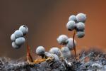 Badhamia utricularis . Myxomycetes de Granada