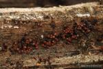Cribaria cancellata