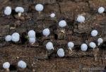 Didymium squamulosum