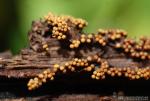 Trichia sp.madura. Myxomycetes de Granada