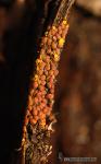 Perichaena corticalis 2 . Myxomicetes de Granada